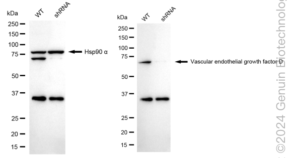 KD-Validated Anti-Vascular Endothelial Growth Factor D Rabbit Monoclonal Antibody ABG1714