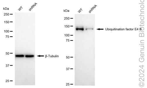 KD-Validated Anti-Ubiquitination Factor E4B Rabbit Monoclonal Antibody ABG1716