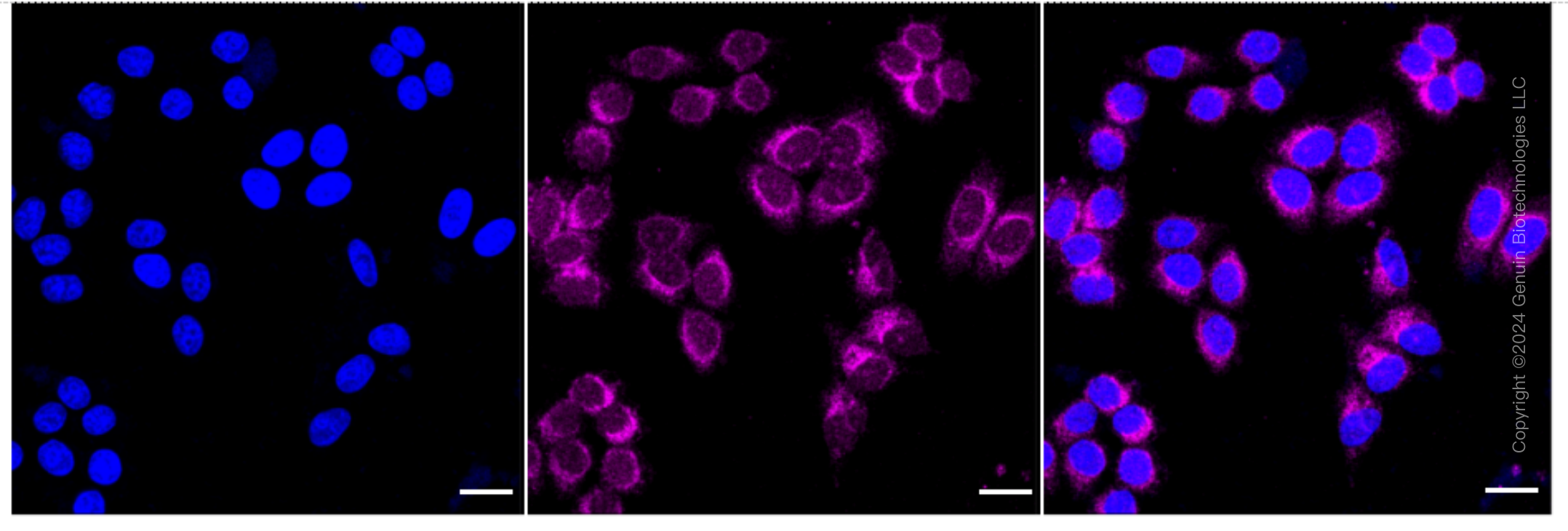 KD-Validated Anti-Ubiquitination Factor E4A Rabbit Monoclonal Antibody ABG1717