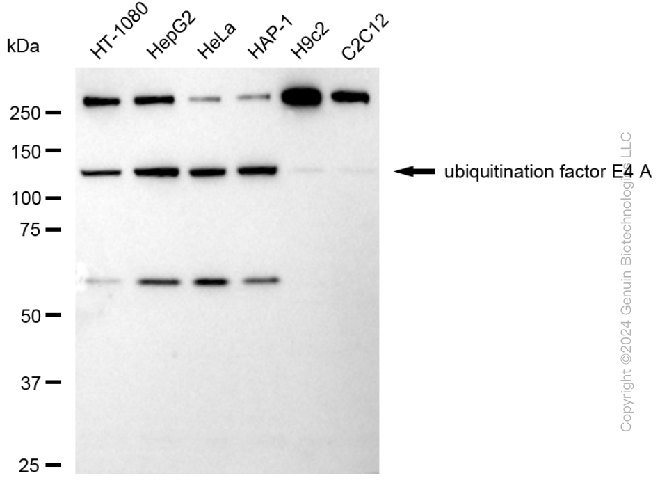 KD-Validated Anti-Ubiquitination Factor E4A Rabbit Monoclonal Antibody ABG1717