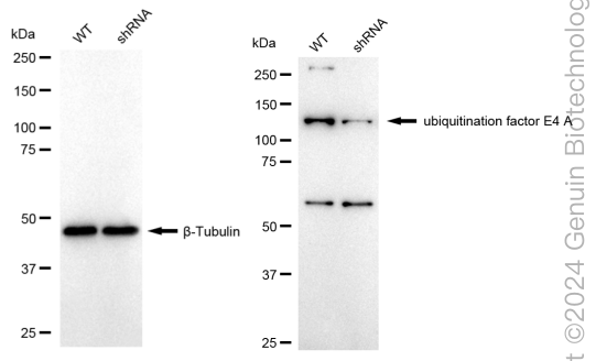 KD-Validated Anti-Ubiquitination Factor E4A Rabbit Monoclonal Antibody ABG1717