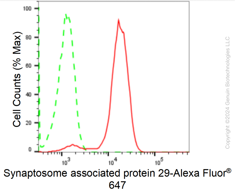KD-Validated Anti-Synaptosome Associated Protein 29 Rabbit Monoclonal Antibody ABG1718