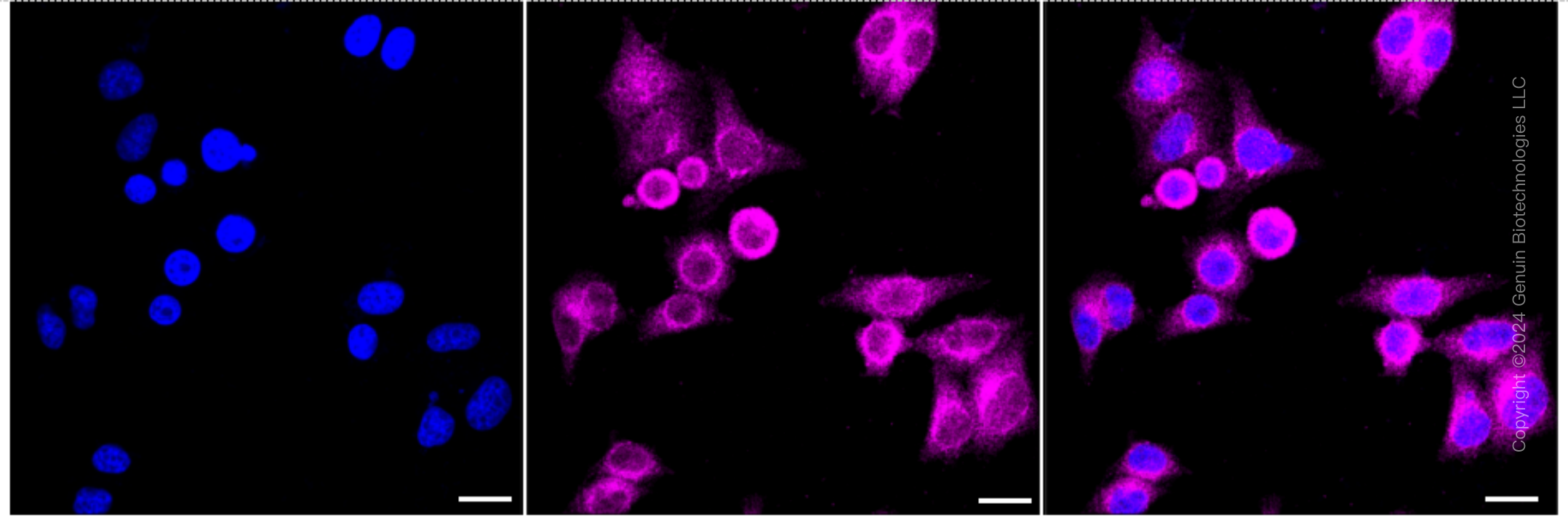 KD-Validated Anti-Synaptosome Associated Protein 29 Rabbit Monoclonal Antibody ABG1718