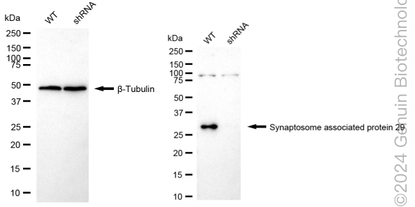 KD-Validated Anti-Synaptosome Associated Protein 29 Rabbit Monoclonal Antibody ABG1718