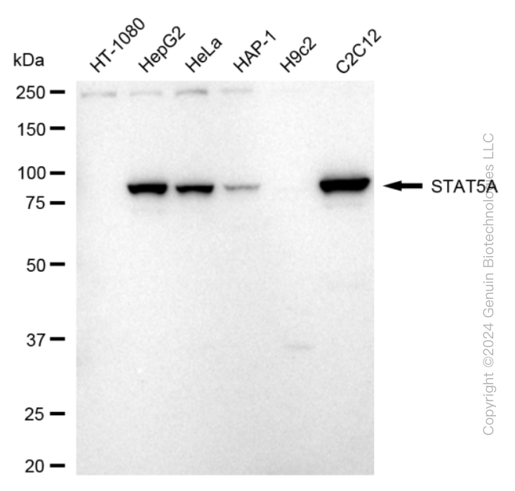 KD-Validated Anti-STAT5A Rabbit Monoclonal Antibody ABG1719