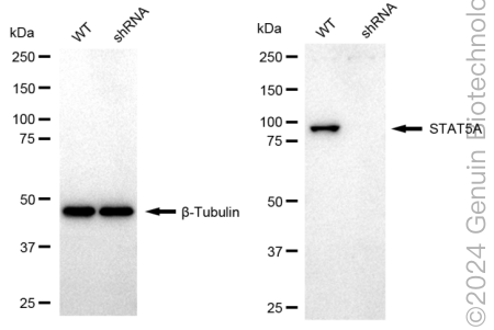 KD-Validated Anti-STAT5A Rabbit Monoclonal Antibody ABG1719