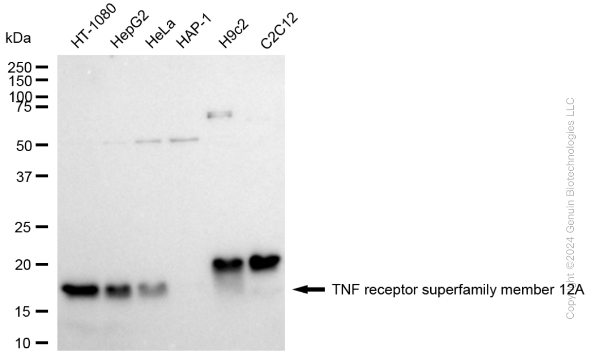 KD-Validated Anti-TNFRSF12A Rabbit Monoclonal Antibody ABG1723