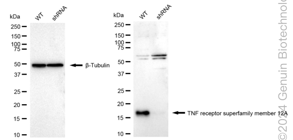 KD-Validated Anti-TNFRSF12A Rabbit Monoclonal Antibody ABG1723