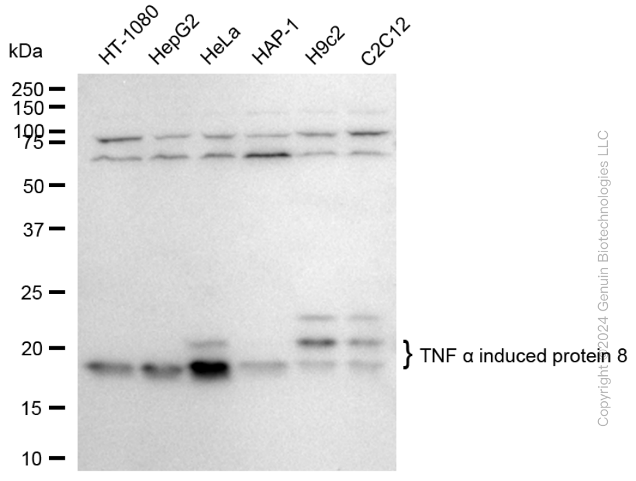 KD-Validated Anti-TNF Alpha Induced Protein 8 Rabbit Monoclonal Antibody ABG1726