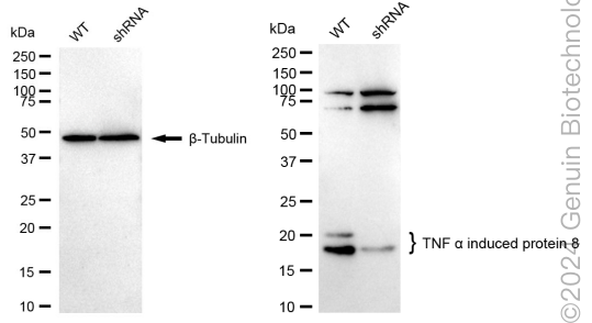 KD-Validated Anti-TNF Alpha Induced Protein 8 Rabbit Monoclonal Antibody ABG1726