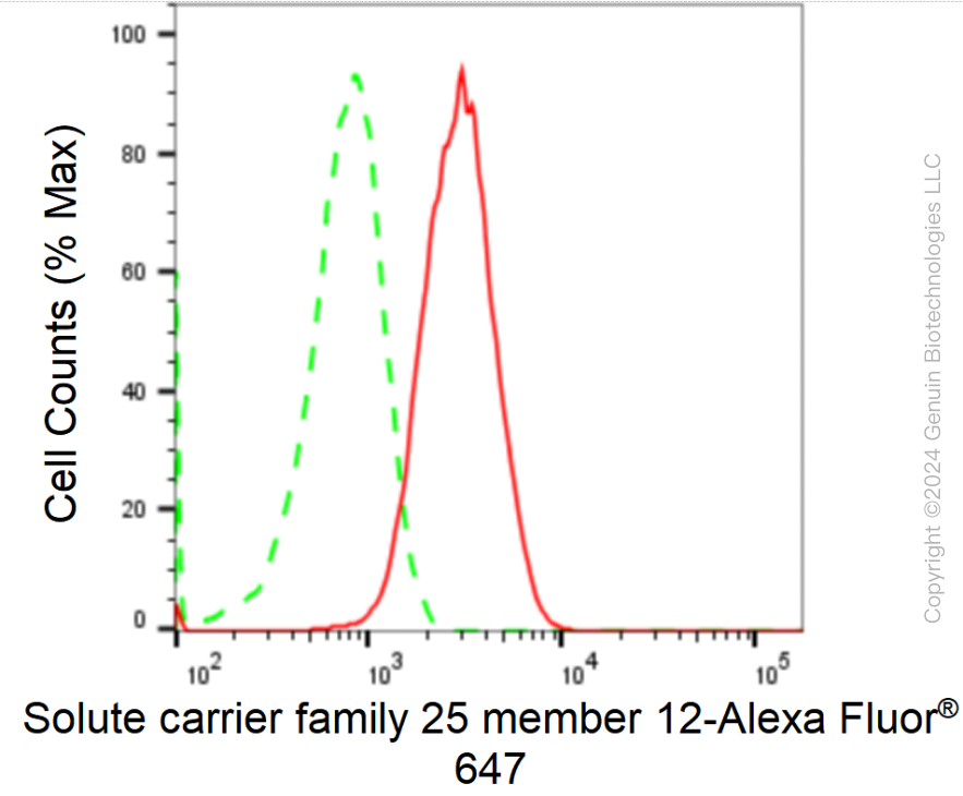 KD-Validated Anti-SLC25A12 Rabbit Monoclonal Antibody ABG1727
