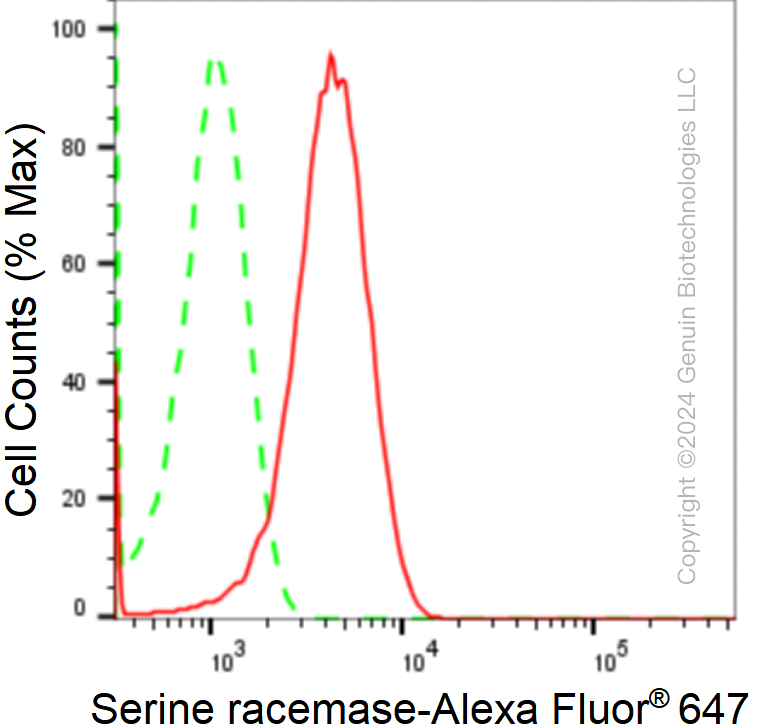 KD-Validated Anti-Serine Racemase Rabbit Monoclonal Antibody ABG1728