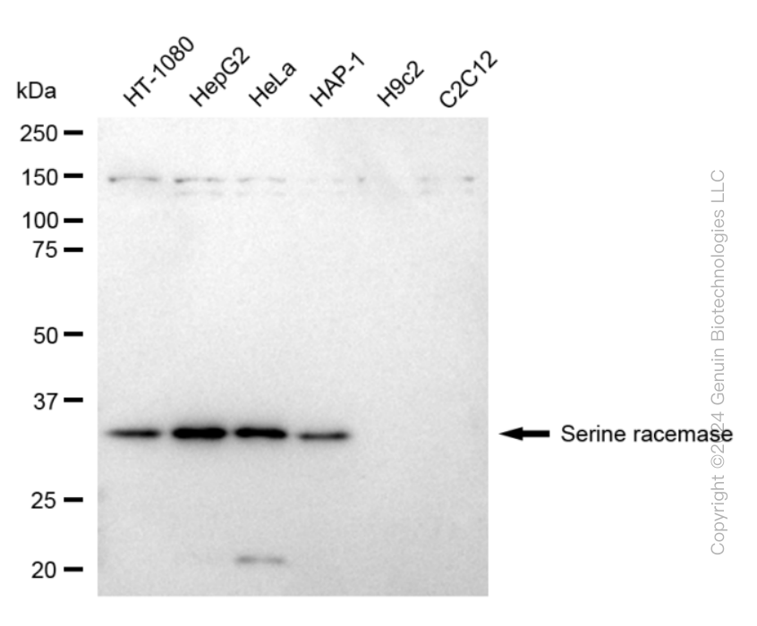 KD-Validated Anti-Serine Racemase Rabbit Monoclonal Antibody ABG1728