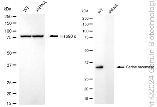 KD-Validated Anti-Serine Racemase Rabbit Monoclonal Antibody ABG1728