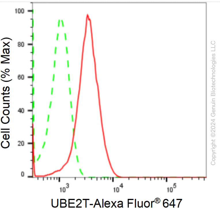 KD-Validated Anti-UBE2T Rabbit Monoclonal Antibody ABG1729