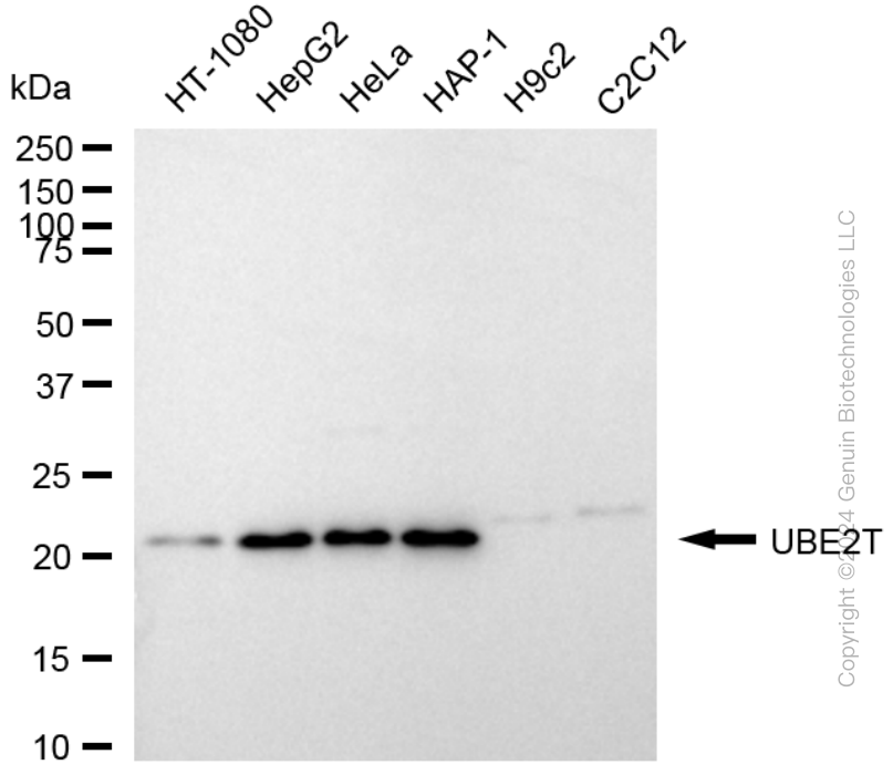 KD-Validated Anti-UBE2T Rabbit Monoclonal Antibody ABG1729