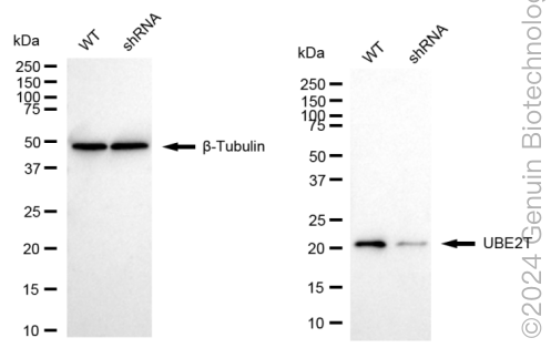KD-Validated Anti-UBE2T Rabbit Monoclonal Antibody ABG1729