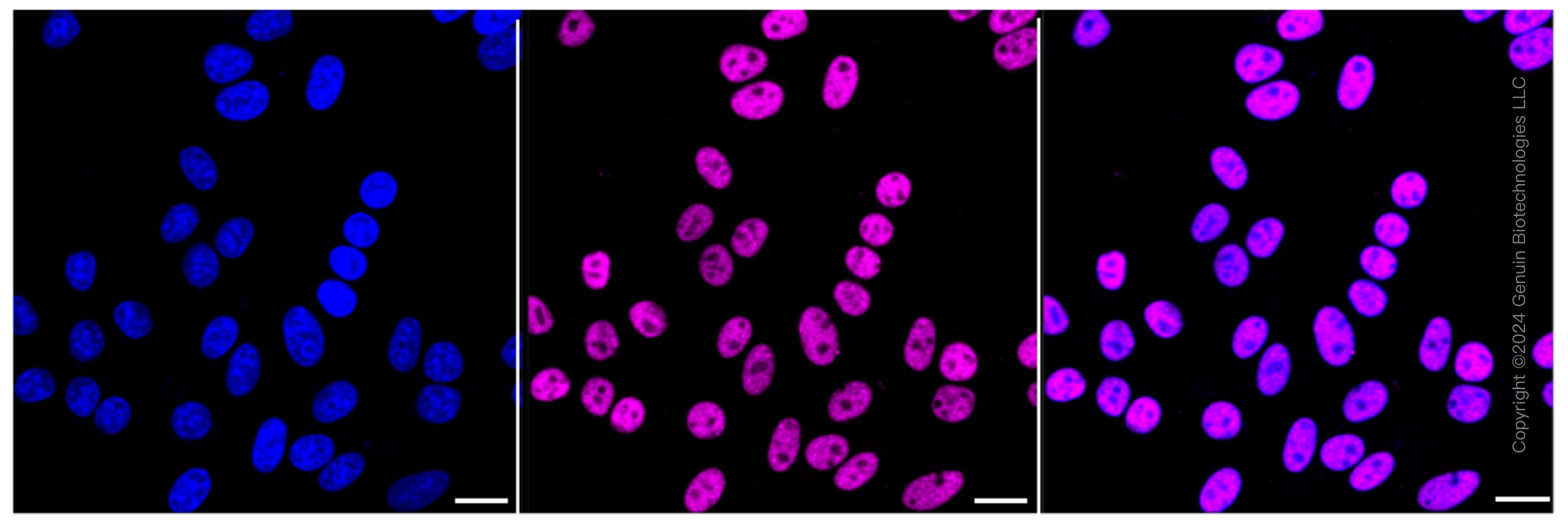KD-Validated Anti-U2AF2 Rabbit Monoclonal Antibody ABG1730