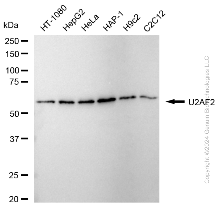 KD-Validated Anti-U2AF2 Rabbit Monoclonal Antibody ABG1730