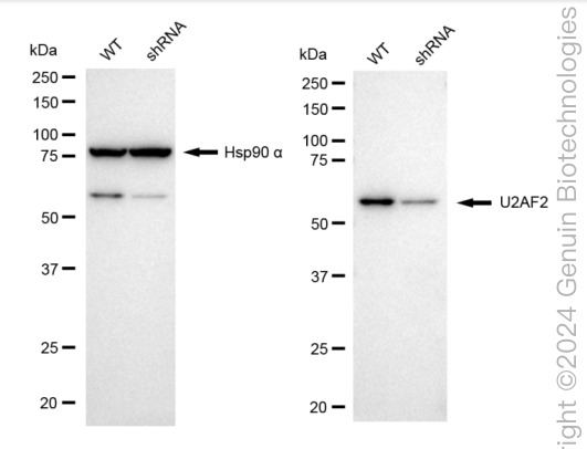 KD-Validated Anti-U2AF2 Rabbit Monoclonal Antibody ABG1730