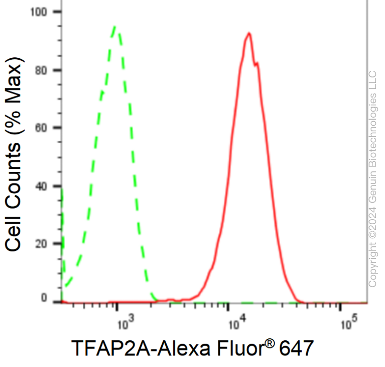 KD-Validated Anti-TFAP2A Rabbit Monoclonal Antibody ABG1731