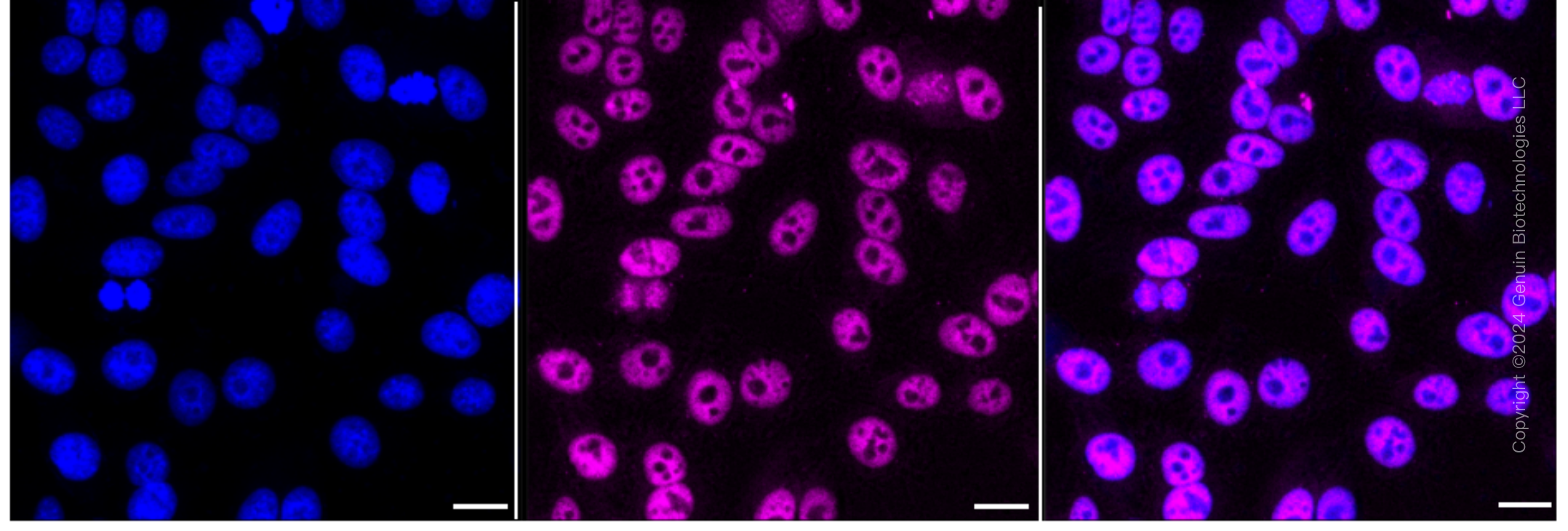 KD-Validated Anti-TFAP2A Rabbit Monoclonal Antibody ABG1731