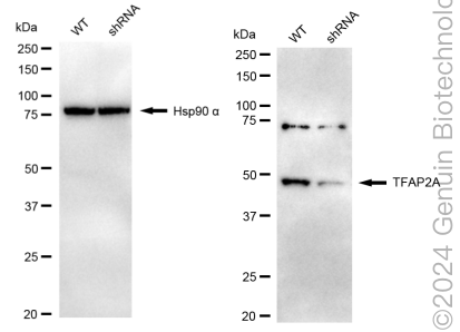 KD-Validated Anti-TFAP2A Rabbit Monoclonal Antibody ABG1731