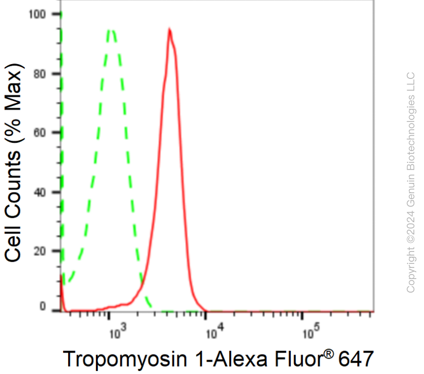 KD-Validated Anti-Tropomyosin 1 Rabbit Monoclonal Antibody ABG1732