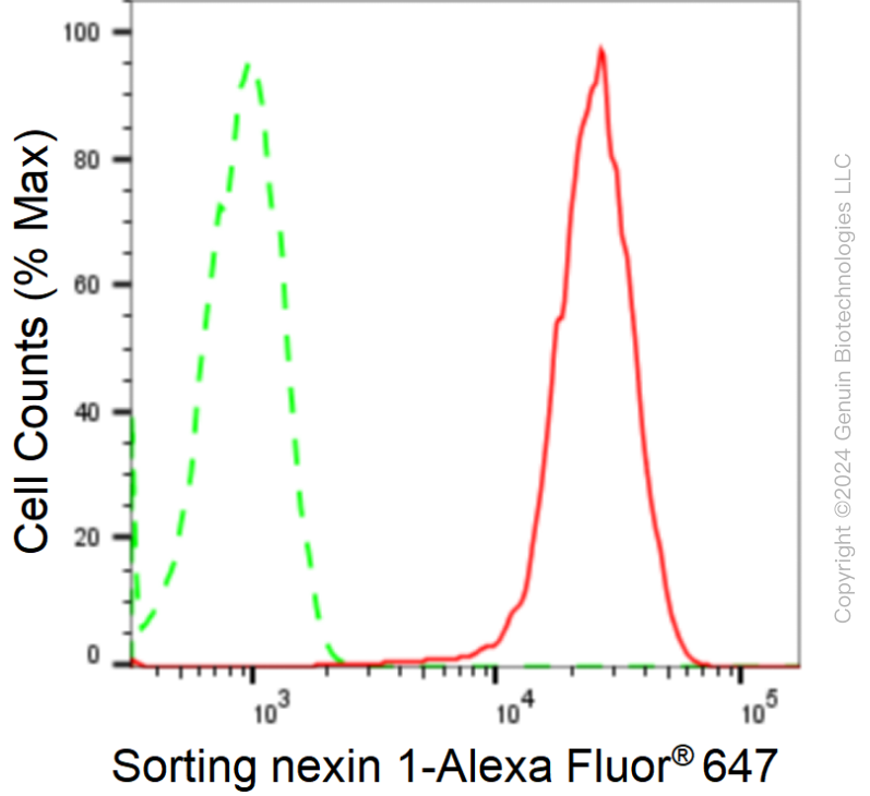 KD-Validated Anti-Sorting Nexin 1 Rabbit Monoclonal Antibody ABG1733
