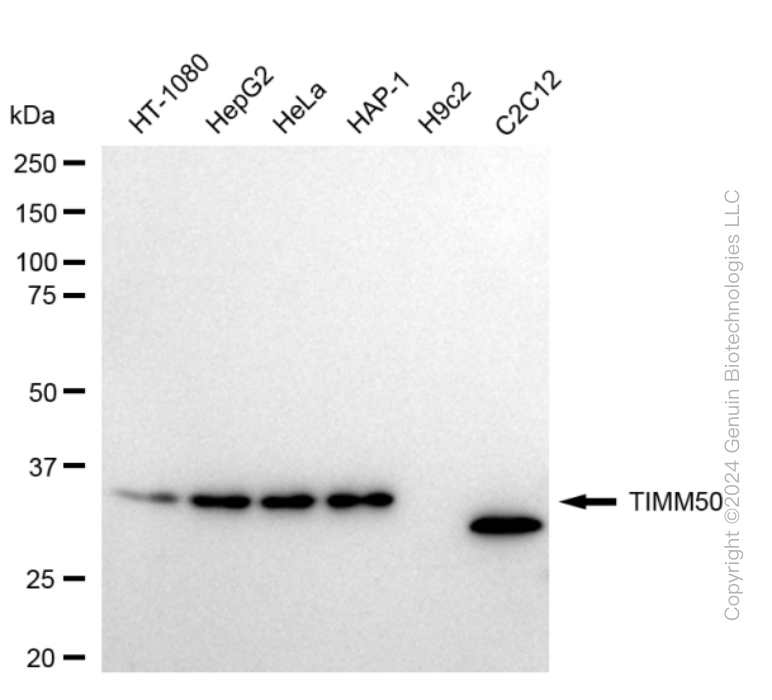 KD-Validated Anti-TIMM50 Rabbit Monoclonal Antibody ABG1735