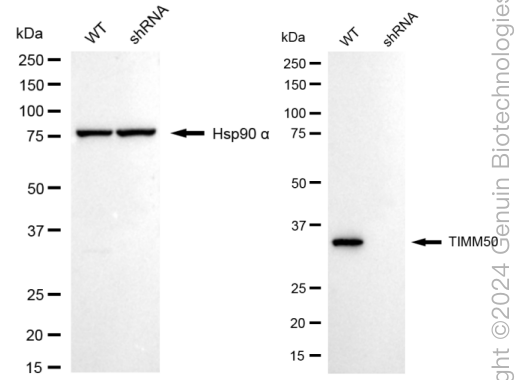 KD-Validated Anti-TIMM50 Rabbit Monoclonal Antibody ABG1735