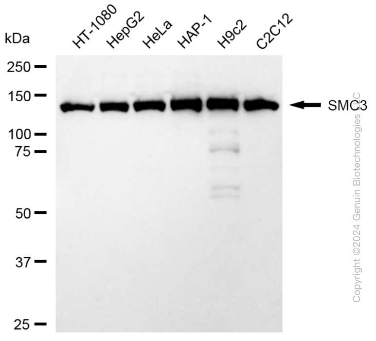 KD-Validated Anti-SMC3 Rabbit Monoclonal Antibody ABG1737