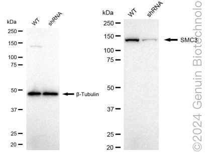 KD-Validated Anti-SMC3 Rabbit Monoclonal Antibody ABG1737
