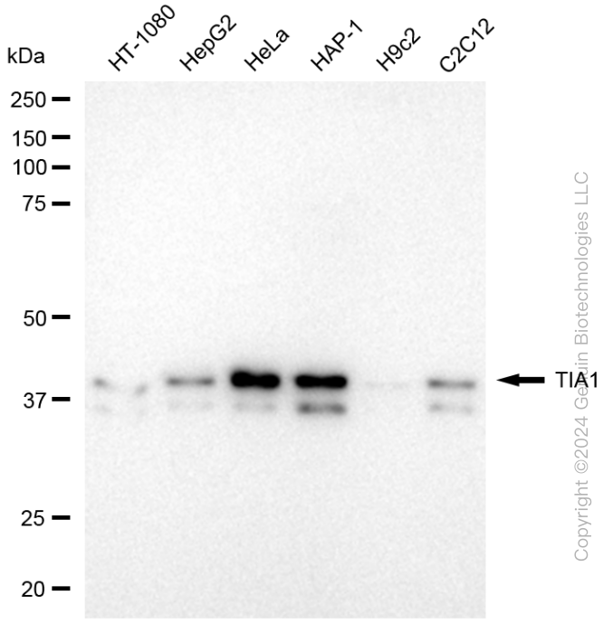 KD-Validated Anti-TIA1 Rabbit Monoclonal Antibody ABG1738