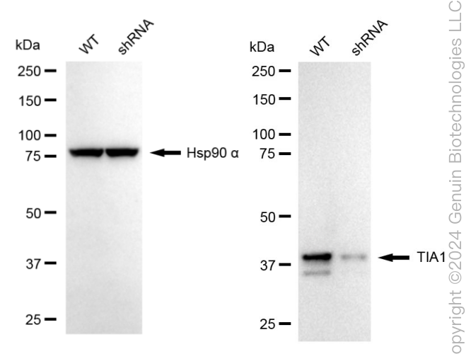 KD-Validated Anti-TIA1 Rabbit Monoclonal Antibody ABG1738