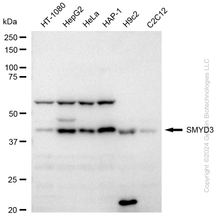 KD-Validated Anti-SMYD3 Rabbit Monoclonal Antibody ABG1739