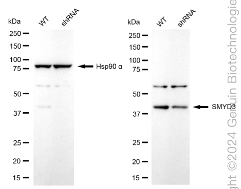 KD-Validated Anti-SMYD3 Rabbit Monoclonal Antibody ABG1739