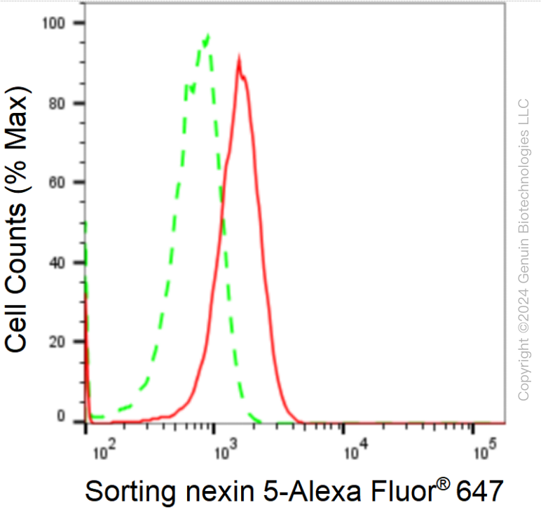 KD-Validated Anti-Sorting Nexin 5 Rabbit Monoclonal Antibody ABG1740