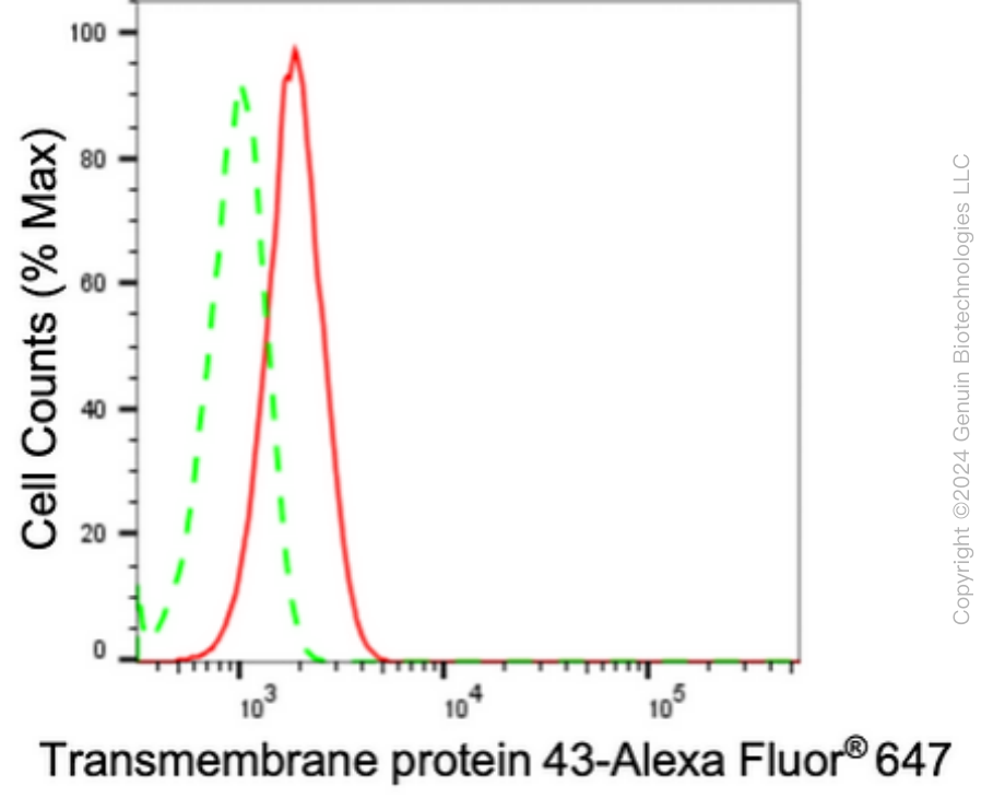 KD-Validated Anti-Transmembrane Protein 43 Rabbit Monoclonal Antibody ABG1741