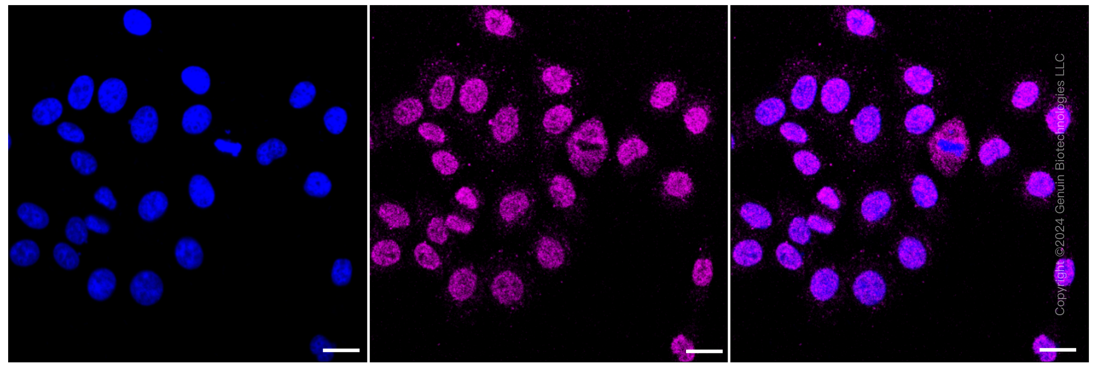 KD-Validated Anti-Ferritin heavy chain 1 Rabbit Monoclonal Antibody ABG1742