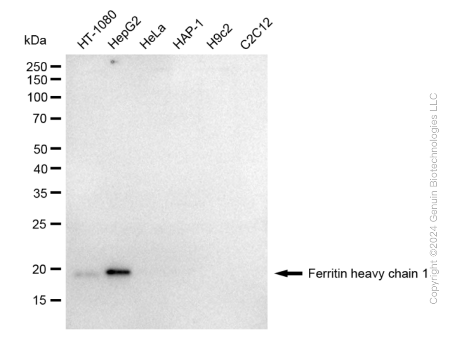 KD-Validated Anti-Ferritin heavy chain 1 Rabbit Monoclonal Antibody ABG1742