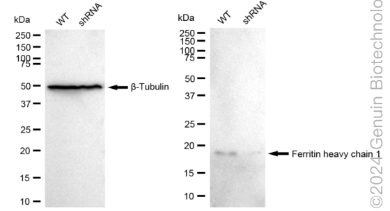 KD-Validated Anti-Ferritin heavy chain 1 Rabbit Monoclonal Antibody ABG1742