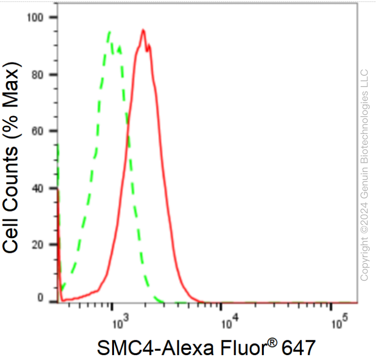 KD-Validated Anti-SMC4 Rabbit Monoclonal Antibody ABG1744