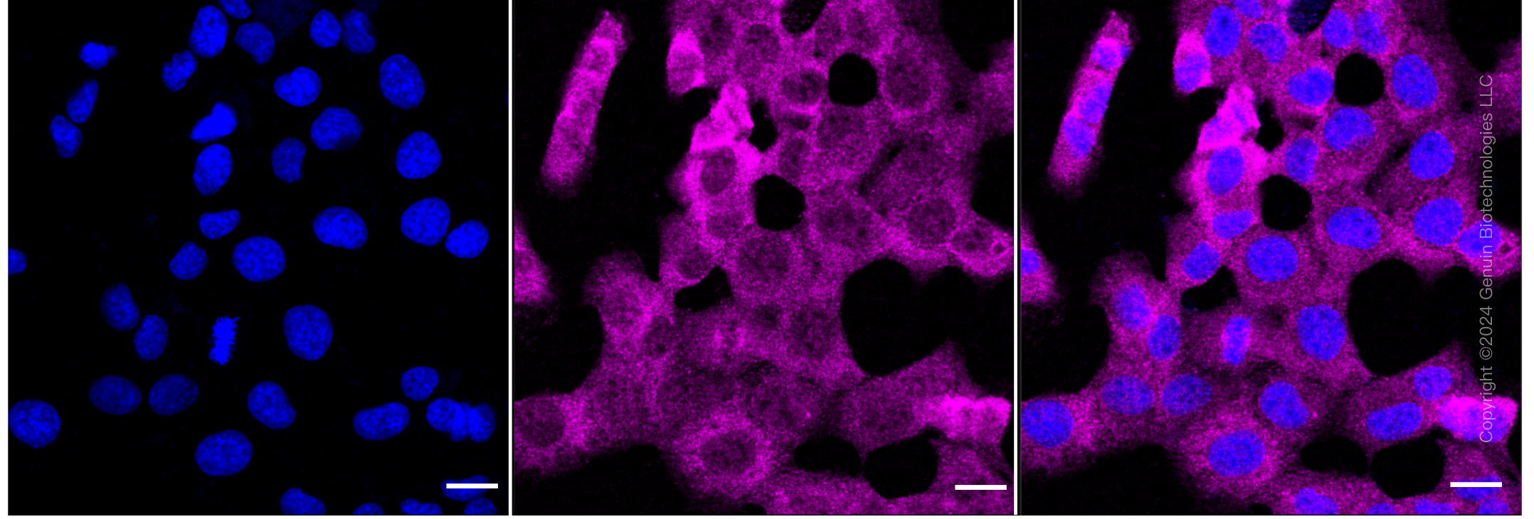KD-Validated Anti-SMC4 Rabbit Monoclonal Antibody ABG1744