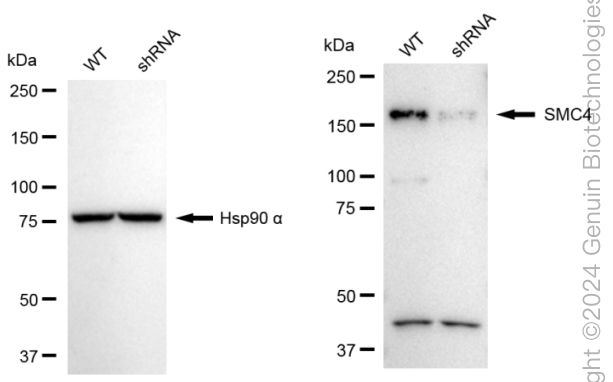 KD-Validated Anti-SMC4 Rabbit Monoclonal Antibody ABG1744