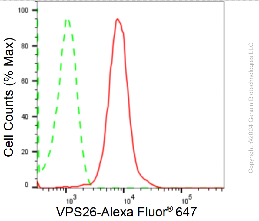 KD-Validated Anti-VPS26 Rabbit Monoclonal Antibody ABG1745