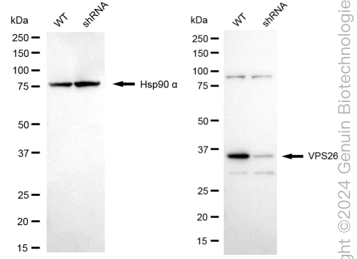 KD-Validated Anti-VPS26 Rabbit Monoclonal Antibody ABG1745