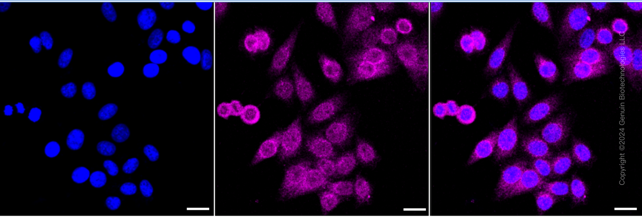 KD-Validated Anti-Three Prime Repair Exonuclease 1 Rabbit Monoclonal Antibody ABG1746