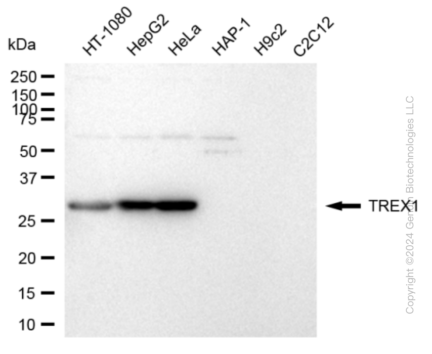KD-Validated Anti-Three Prime Repair Exonuclease 1 Rabbit Monoclonal Antibody ABG1746