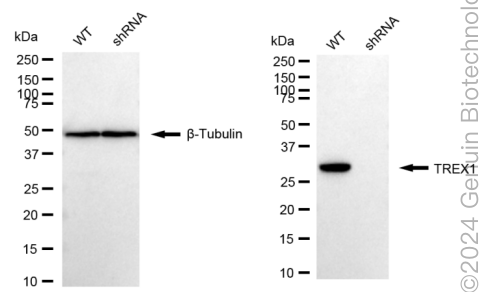KD-Validated Anti-Three Prime Repair Exonuclease 1 Rabbit Monoclonal Antibody ABG1746